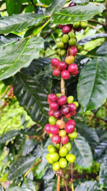 Daldaki taze kahve kirazlarının üzerinde canlı kırmızı taze fasulyeler ve olgunlaşmamış yeşil meyveler var.