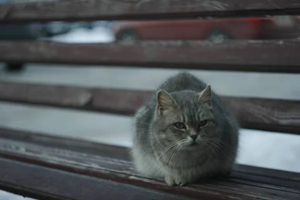 Zimą Szary Kot Siedzieć Ławce — Zdjęcie stockowe