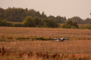 Beyaz leylek kolza tarlasının üzerinde uçuyor.