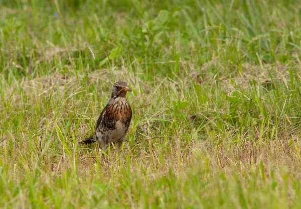 Kuş yeşil çimenlerde avını arıyor.
