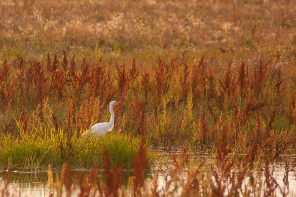 Egret descansa perto da água e olha para fora para a presa — Fotografia de Stock