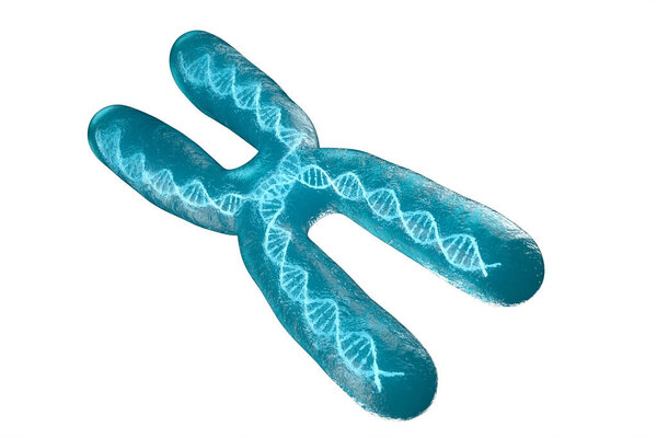 Chromosome with white background, 3d rendering. Computer digital drawing.