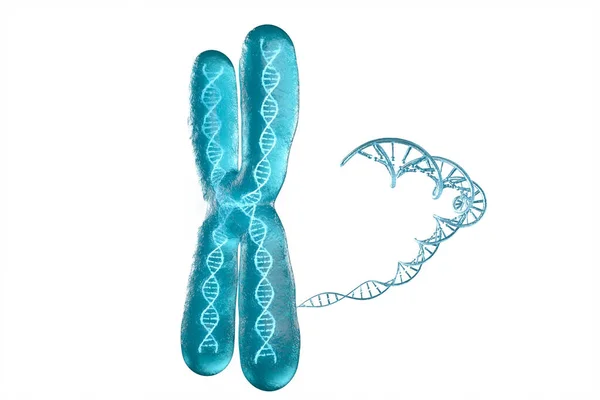 Chromosome Avec Fond Blanc Rendu Dessin Numérique Informatique — Photo