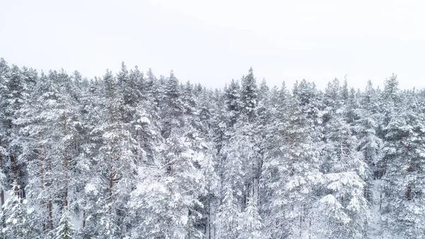 Flygfoto över en vinter skog. Snöiga träd — Stockfoto