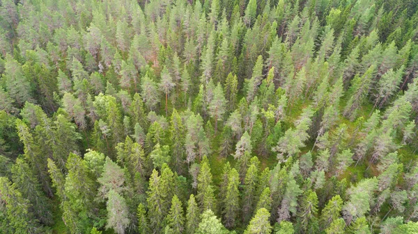 Mooie Groene Dennen Uitzicht Vanuit Lucht Verse Lente Bos — Stockfoto