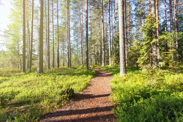 Ormanda güzel güneşli sabah. Yol çam ormanı. 