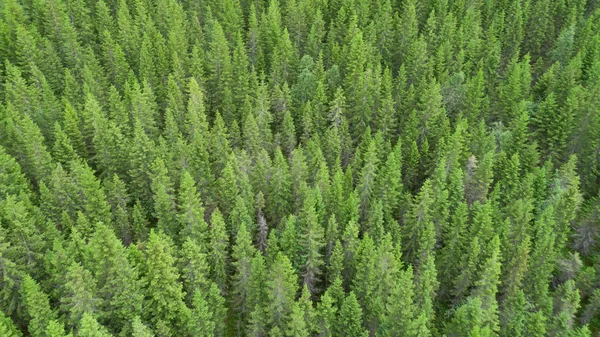 Vackra Gröna Granar Visa Från Ovan Färsk Våren Skog — Stockfoto