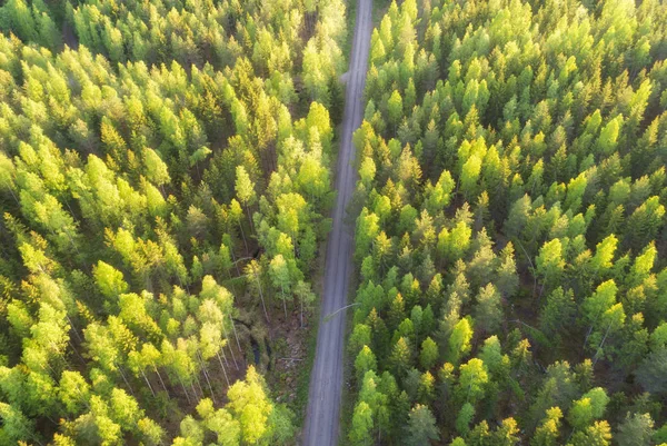 Flygfoto Över Skogen Och Vägen Vackra Gröna Träd — Stockfoto