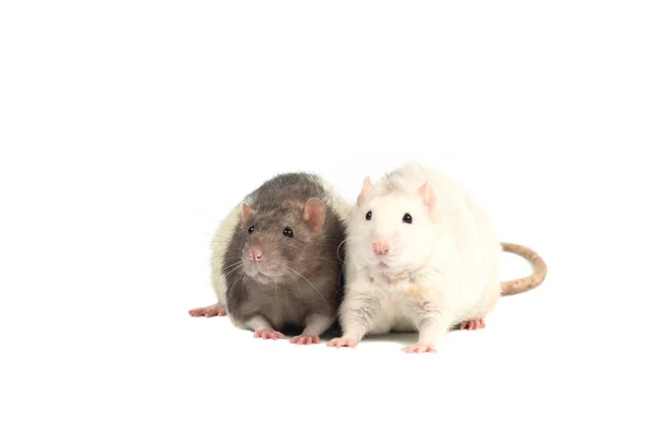 Two Cute Rats Isolated White Background — Stock Photo, Image