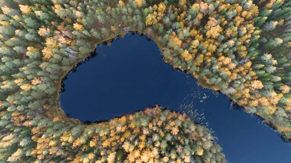 Luchtfoto Drone Uitzicht Bos Met Gele Bomen Prachtige Lake Landschap — Stockfoto