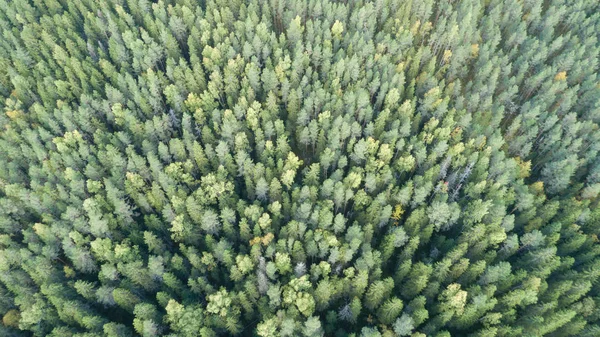 Vzdušný Záběr Zelené Lesní Krajiny — Stock fotografie