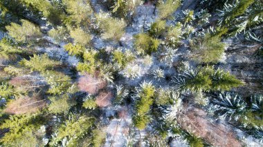 Kar yağışı sonrası renkli karla kaplı ormanların havadan drone görünümü yukarıdan aşağıya. Güzel kış arka plan.