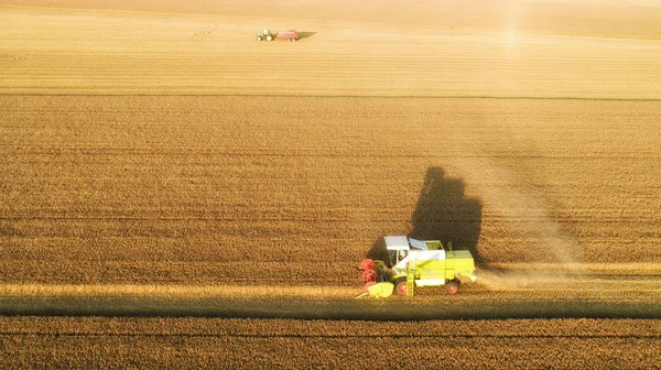 Colheitadeira Verde Trabalhando Campo Trigo Pôr Sol Máquina Agrícola Coleta — Fotografia de Stock