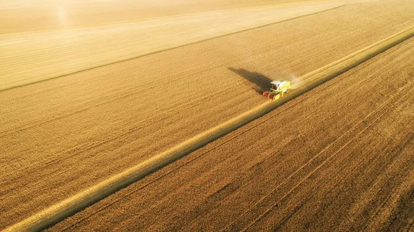 Luchtfoto Combinatie Harvester Verzamelt Het Tarwe Bij Zonsondergang Oogst Graanveld Stockafbeelding