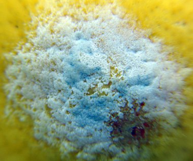 Makro modu. Limon üzerinde Kalıp.