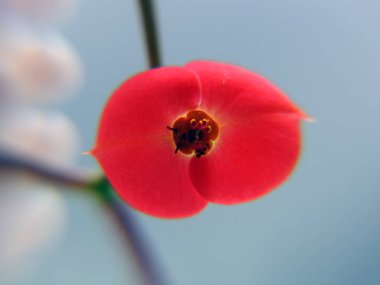 Makro modu. Kırmızı çiçek.