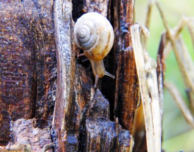 Salyangoz. Makro çekimi. Yağmurdan sonra doğa.