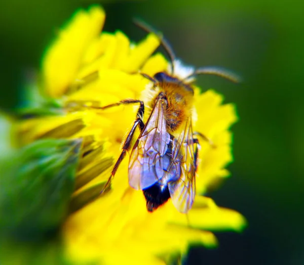 Abelha Numa Flor Macro Tiro Natureza Após Chuva — Fotografia de Stock