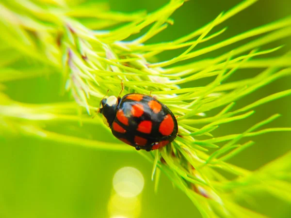 Ladybug Insect Macro Shooting Nature Rain — Stock Photo, Image