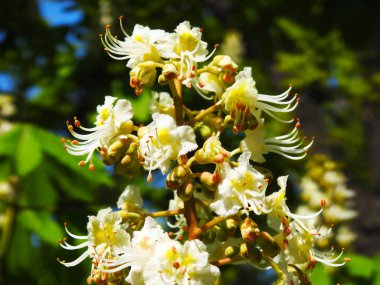 Kestane çiçekleri. Bahar. Arılar polen toplar.