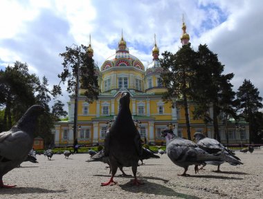 Parkta güvercinler. Ellerinle yiyin. Uysal güvercinler.