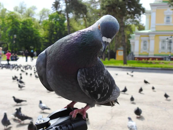 Pigeons in the park. Eat with hands. Tame doves.