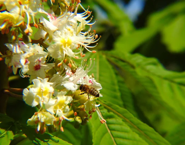 Λουλούδια Από Καστανιές Άνοιξη Μέλισσες Συλλέγουν Γύρη — Φωτογραφία Αρχείου