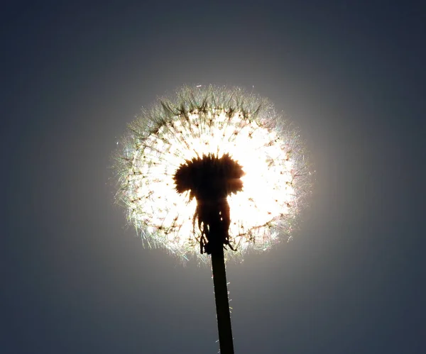 Macro Shooting Dandelion Field Sun — Stock Photo, Image