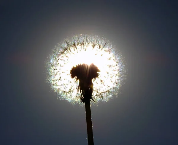 Macro Shooting Dandelion Field Sun — Stock Photo, Image