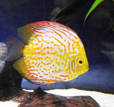 Hayvanat bahçesi. Mercan resifi balığı.