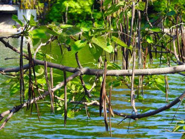 Doğa. Manzara. Gölete yakın ağaç.