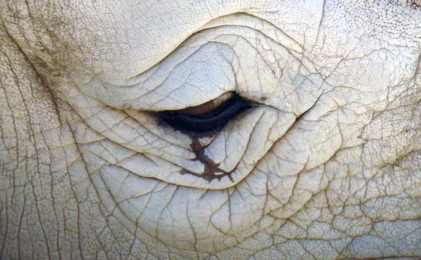 Zoo. Animals. close-up. Rhino eye. A tear.