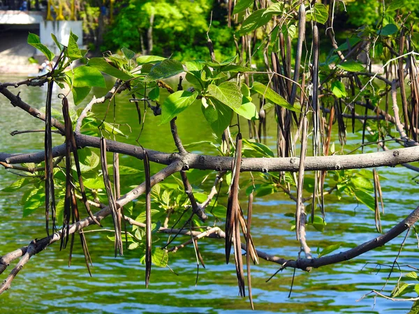 池の近くの木 — ストック写真