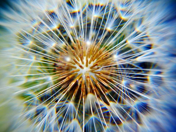 Fotografowanie Makro Dandelion Pole Słońcu — Zdjęcie stockowe