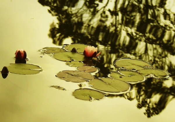 Природа Рослина Водяна Лілія Лілія Ставку — стокове фото