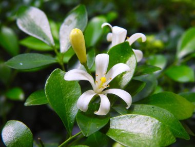 Güzel Murraya çiçekler, küçük bir dökmeyen çalı.