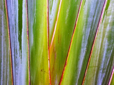 Çeşitli palmiye ağaçlarının yaprakları. Doku.