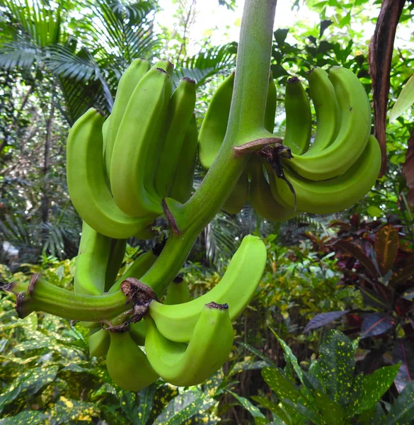 Bananeiras Selvagens Benefício Natureza — Fotografia de Stock
