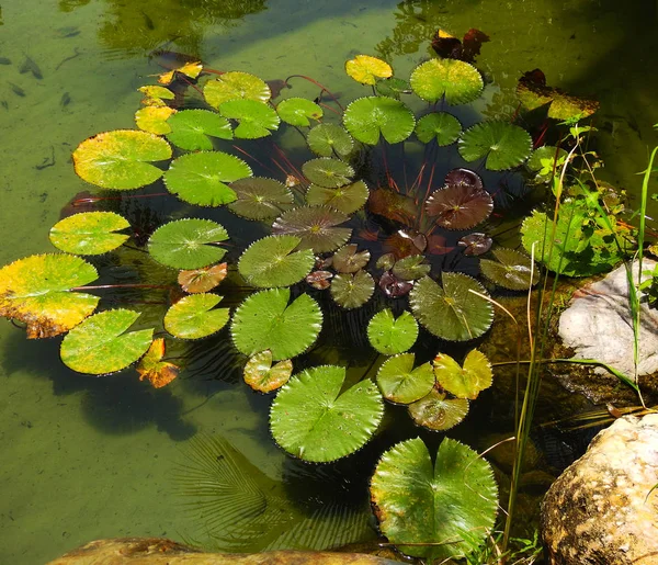 Folhas Verdes Das Almofadas Pântano Lily Vida Selvagem — Fotografia de Stock