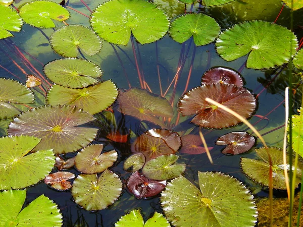沼のリリーパッドの緑の葉 — ストック写真