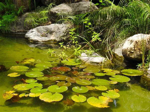 Las Hojas Verdes Las Almohadillas Del Pantano Lily Vida Silvestre — Foto de Stock