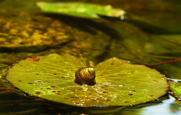 Caracol Num Bloco Lily Contexto — Fotografia de Stock