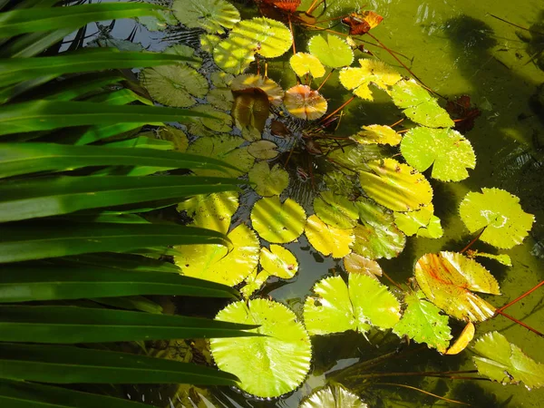 Gröna Bladen Från Träsket Lily Pads Vilda Djur — Stockfoto