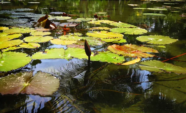 沼のリリーパッドの緑の葉 — ストック写真
