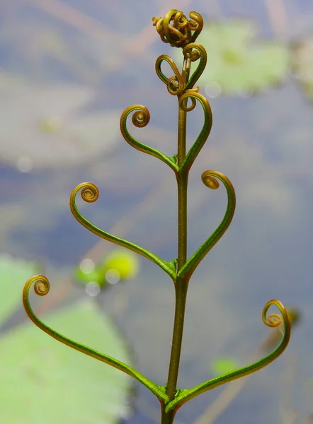 Hermosa Planta Verde Espiral Contexto —  Fotos de Stock