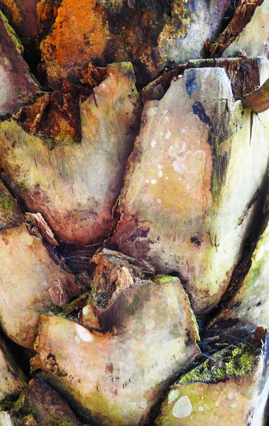 棕榈树树皮的美丽纹理 — 图库照片