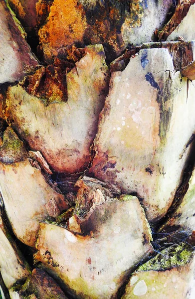 야자수의 껍질의 아름다운 — 스톡 사진