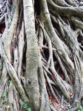 Mangrov. Kök. Harika bir arka plan. Doğa.