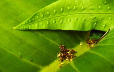 Yeşil tropikal yapraklar. Güzel bir arka plan. Doku.