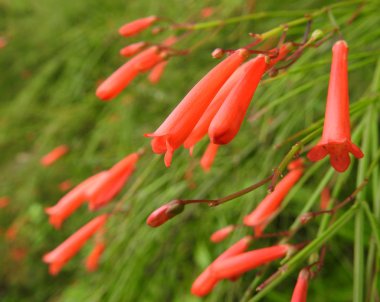 Russelia, dökmeyen çalı. Doğa. Park.